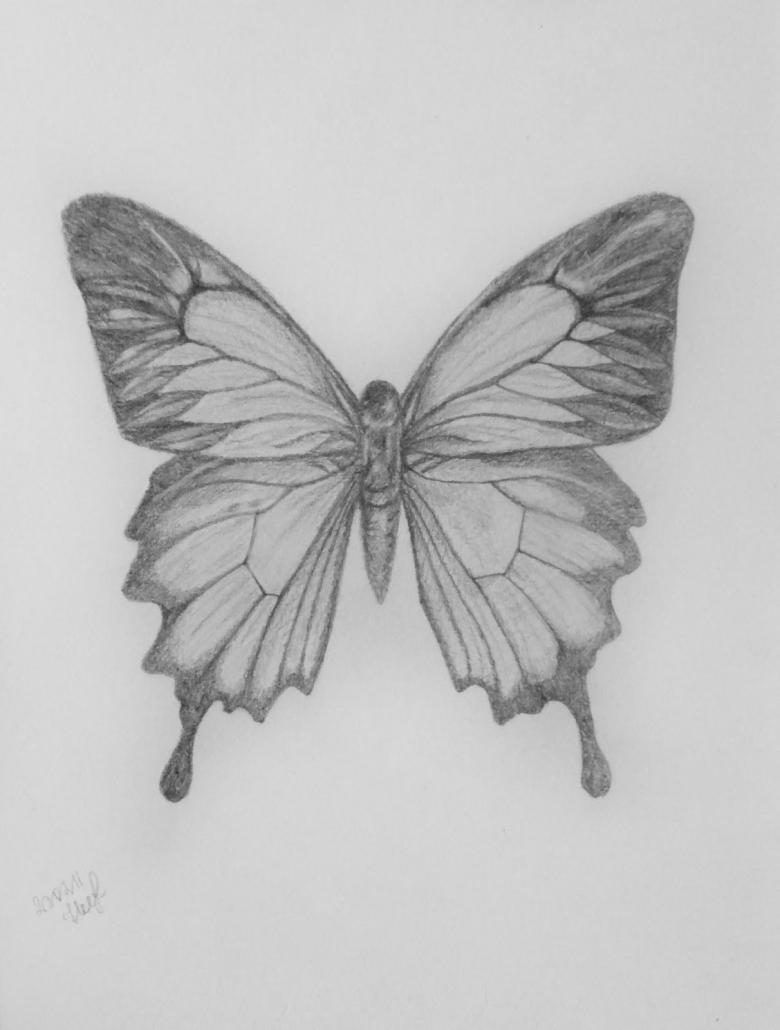 Бабочка нарисованная карандашом 