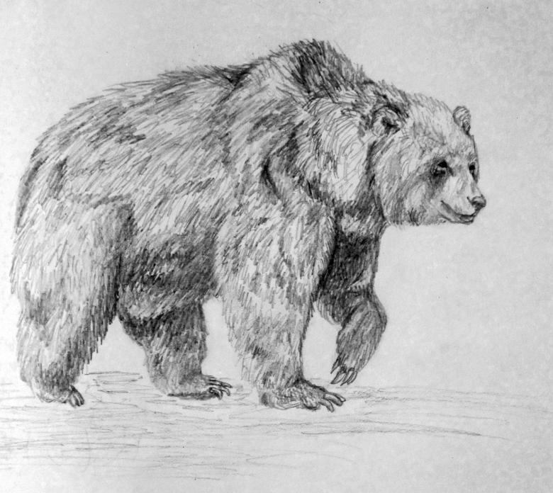 Как нарисовать медведя поэтапно карандашом - легкие мастер-классы для начинающих (56 фото) i