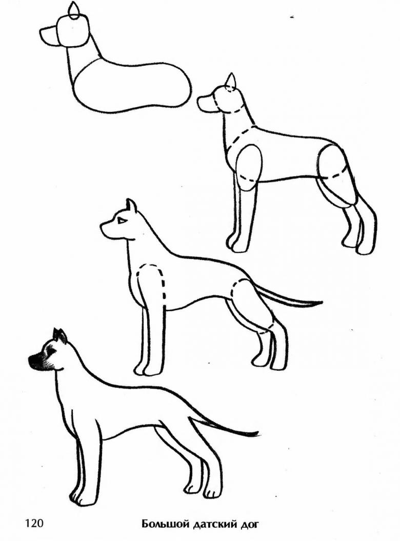 Как нарисовать собаку поэтапно карандашом (54 фото) - легкие мастер-классы  для начинающих