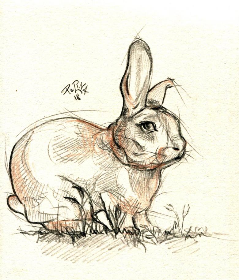 Нарисованный кролик 