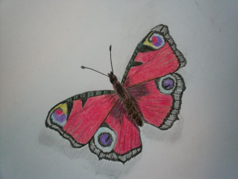 Бабочка нарисованная карандашом  