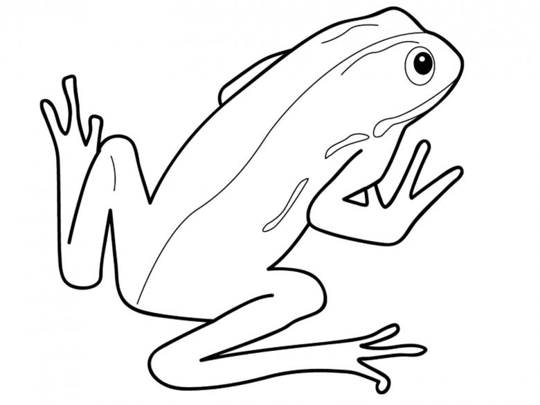 Нарисованная лягушка 