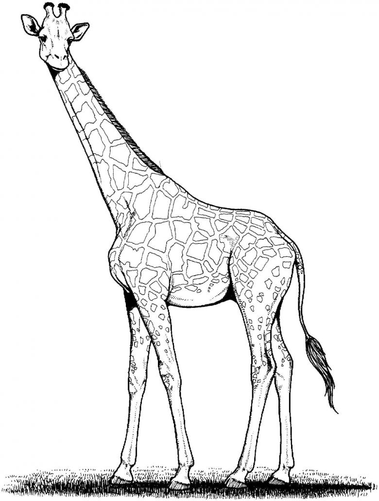 Нарисованный жираф 