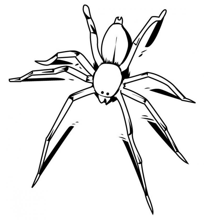 Как нарисовать паука поэтапно карандашом - подборка легких мастер-классов для начинающих i