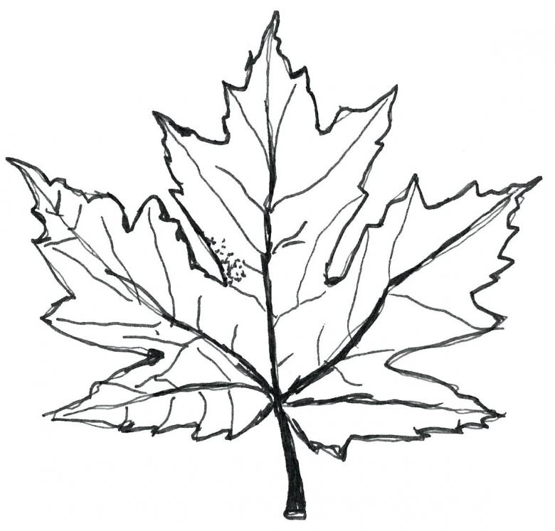 Нарисованный кленовый лист 