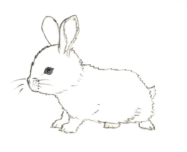 Картинка зайца на новый год для детей