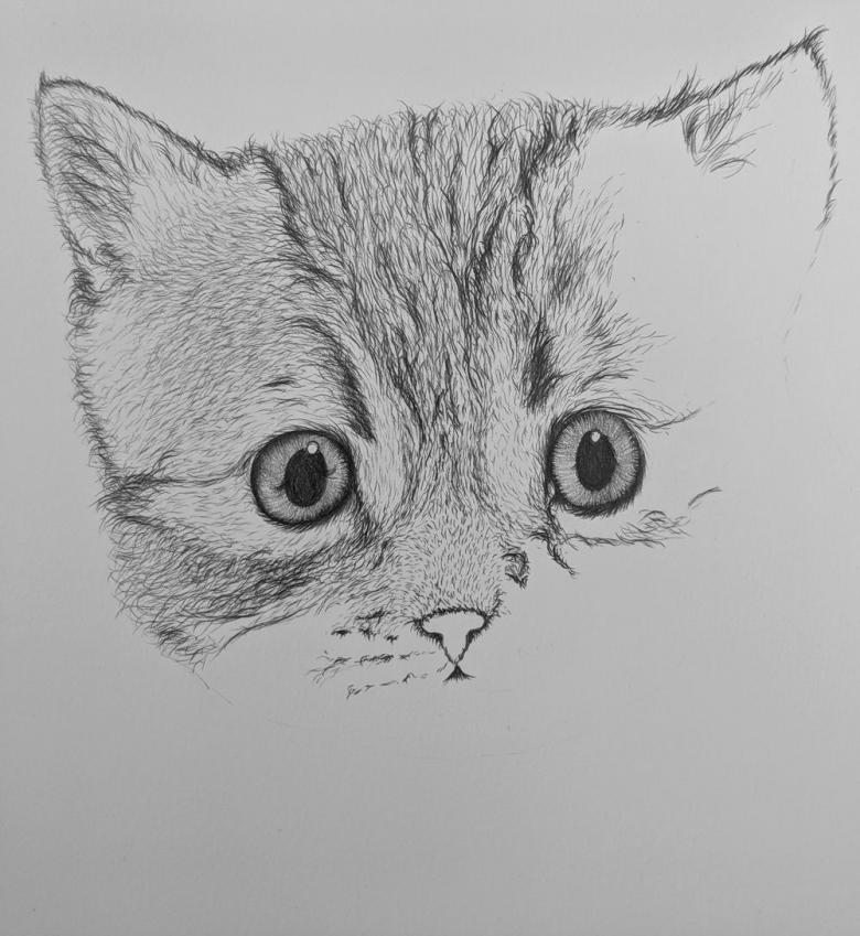Нарисованный котенок 