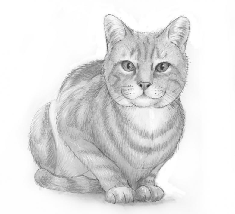 Как нарисовать кошку поэтапно карандашом (51 фото) - легкие мастер-классы  по рисованию кошки