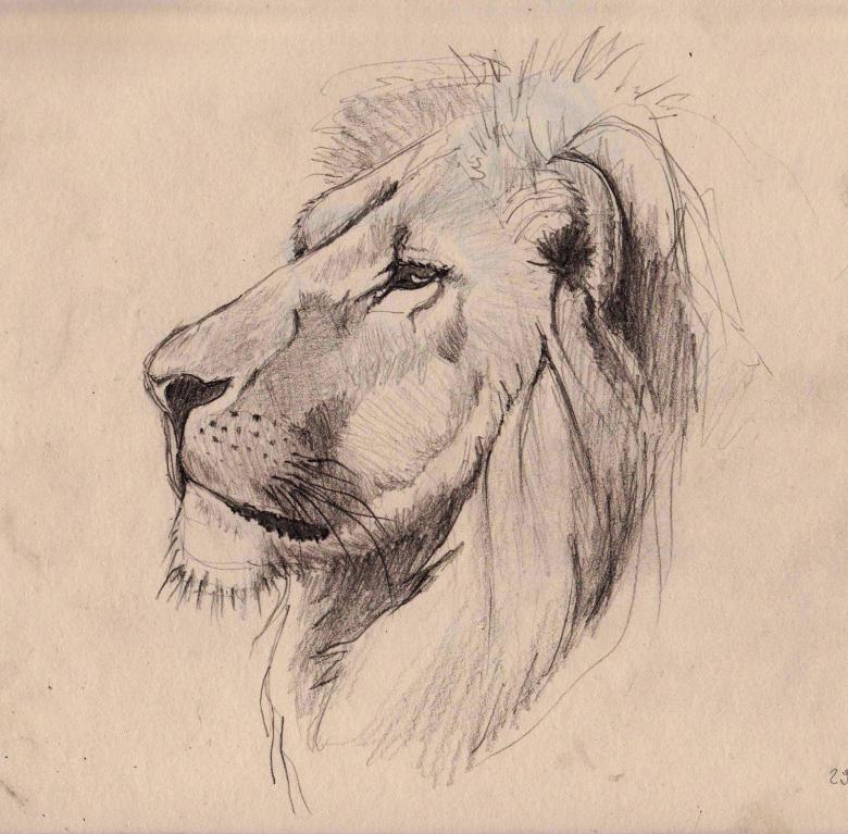 Как нарисовать льва поэтапно карандашом - легкие поэтапные мастер-классы для детей i
