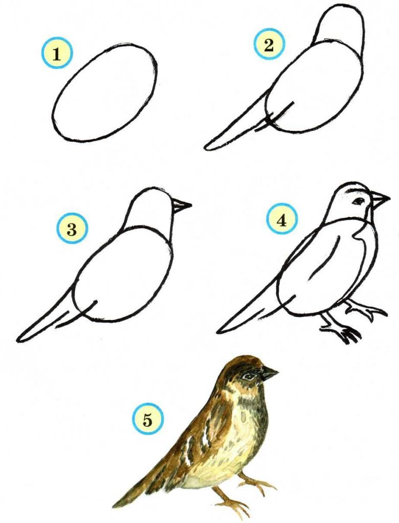 Как рисовать птиц карандашом 35+ уроков