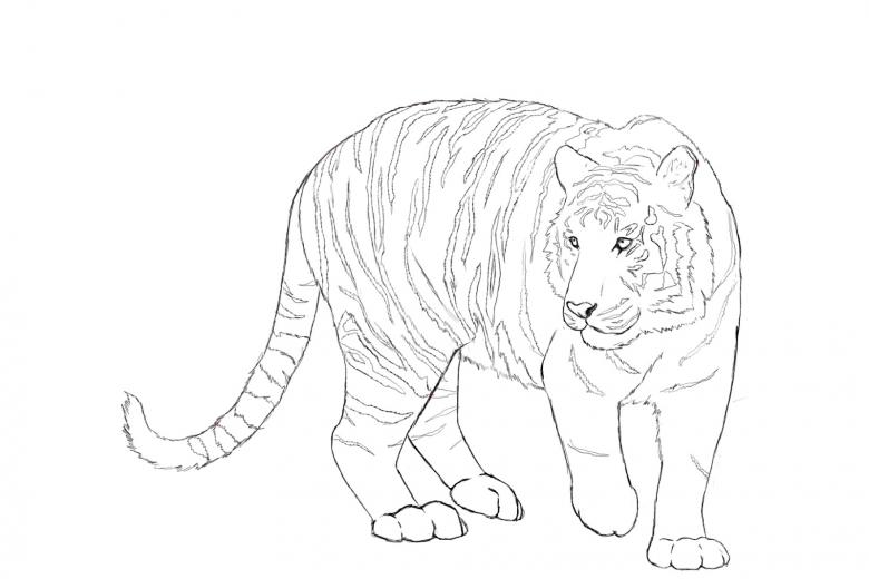 Нарисованный тигр 