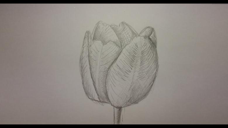 Как нарисовать тюльпан поэтапно карандашом - 4 легких мастер-классов для начинающих i