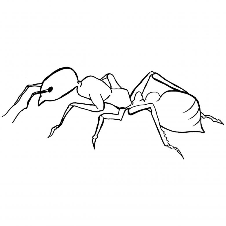 Нарисованная черепаха и мудрый муравей 