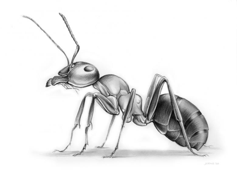 Маски насекомых — ставим спектакль «Муха-цокотуха»