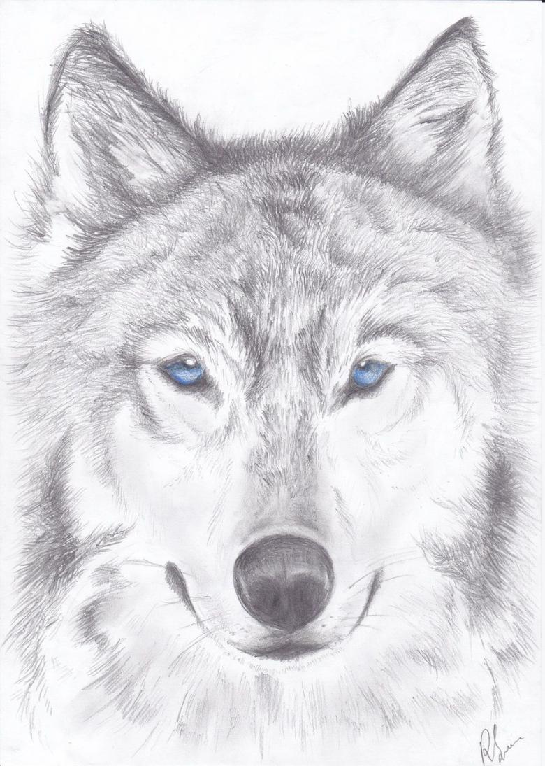 Нарисованный волк 