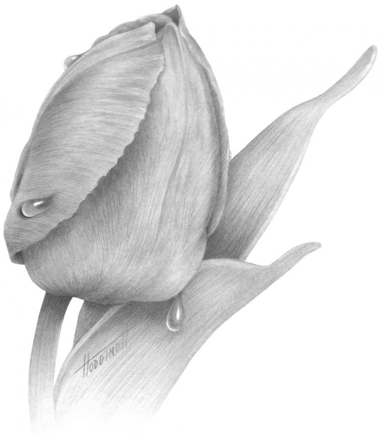 Нарисованный тюльпан 