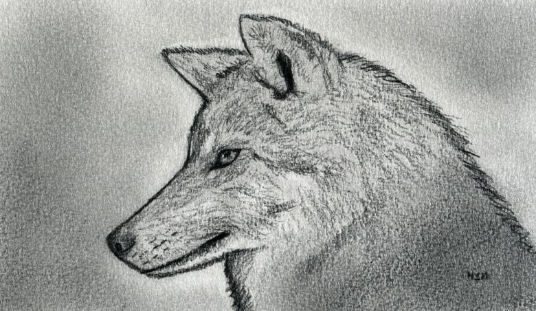 Нарисованный волк 