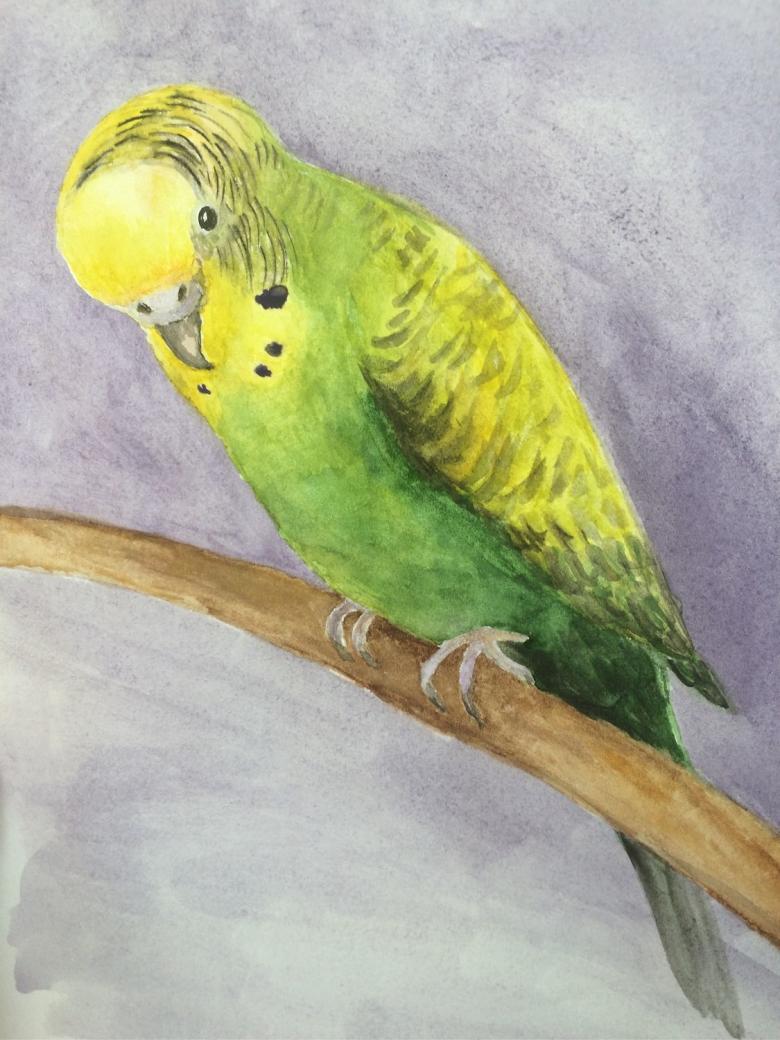 Нарисованный попугай 