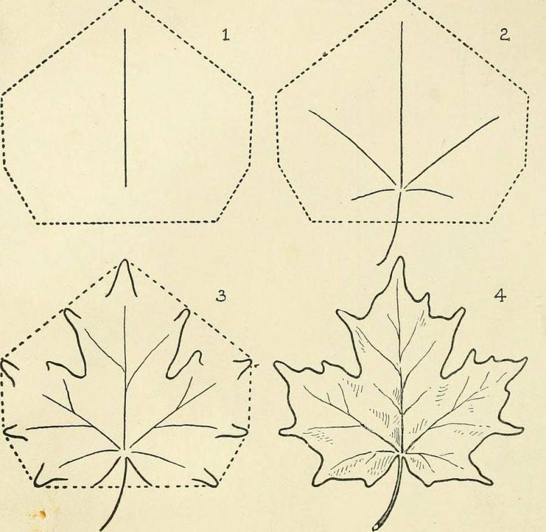 Как нарисовать кленовый лист карандашом - поэтапные инструкции для начинающих (39 фото)