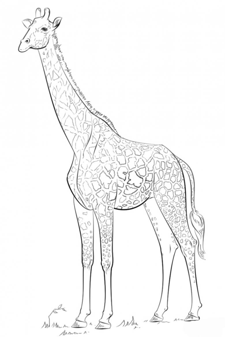 Как нарисовать жирафа карандашом и красками - поэтапные мастер-классы для начинающих i