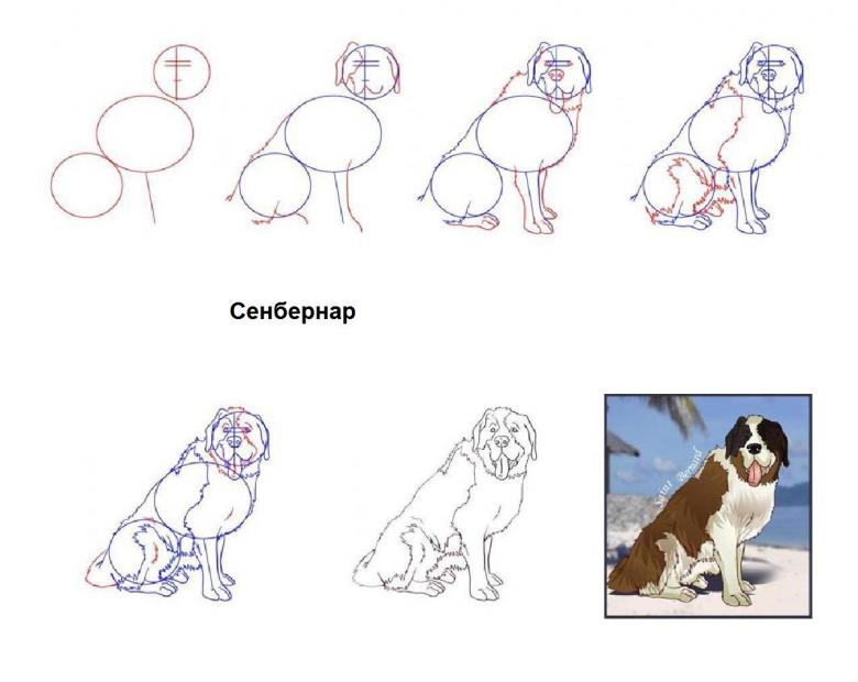 Как нарисовать собаку карандашом