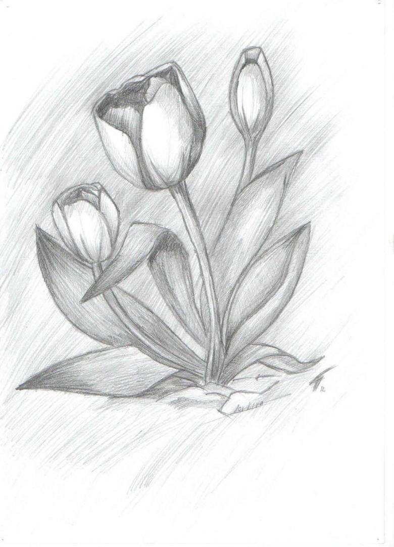 Рисунок тюльпана карандашом