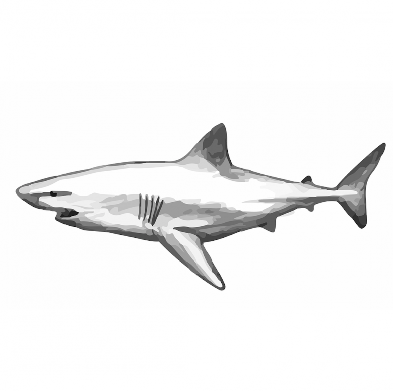 Как нарисовать акулу карандашом
