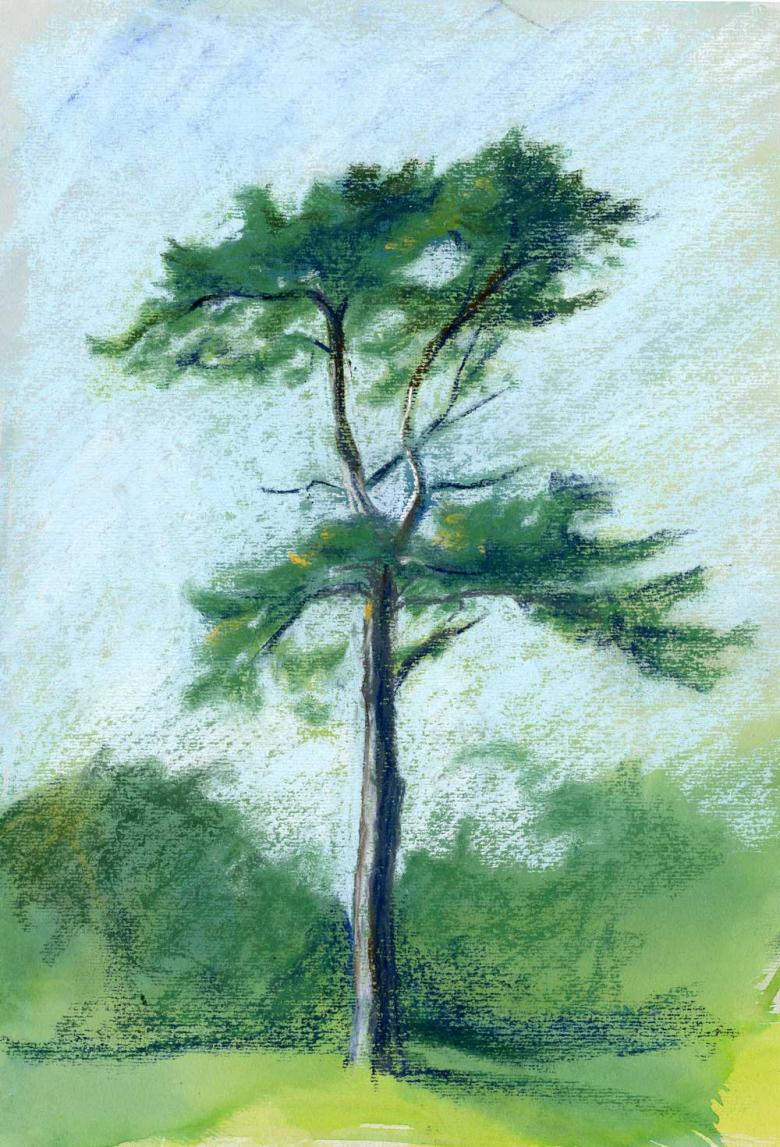 Нарисованное дерево 